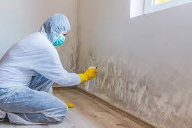 Trusted Jacksonville, TX Mold Prevention & Removal  Experts