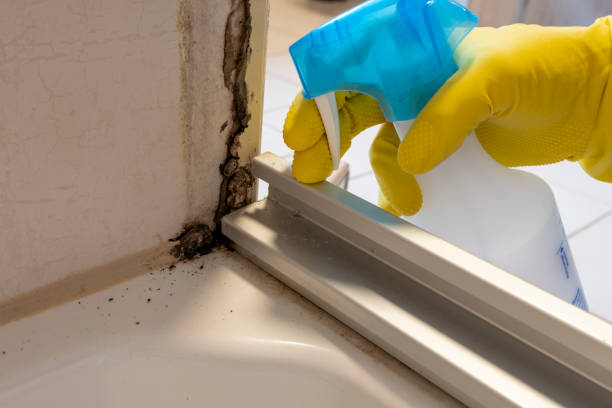 Mold Documentation for Insurance Claims in Jacksonville, TX